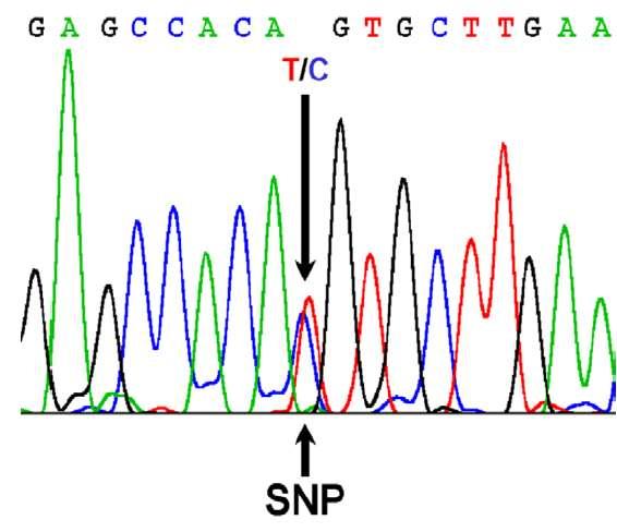 the most common and stable type of DNA marker in
