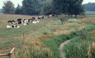 Rotational Grazing in Pasture Flash Grazing in Buffer Improved Stream Crossing Scenario 3: Optimized Grazing - Stream Water Access - Improved grassland habitat - Improved water quality - Improved
