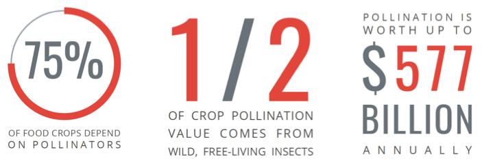 Why be concerned about pollinators?