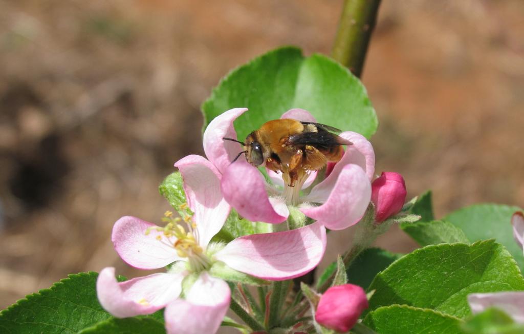 Evidence of pollination deficit,