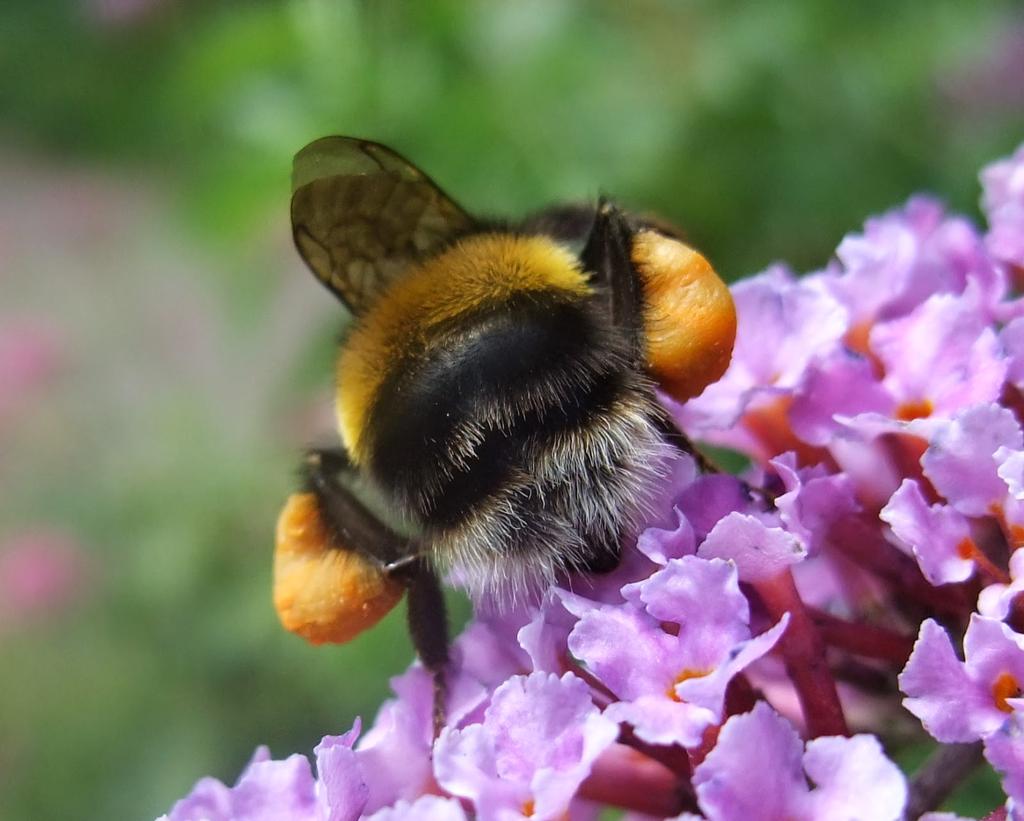 pollination (2) Honey bees very