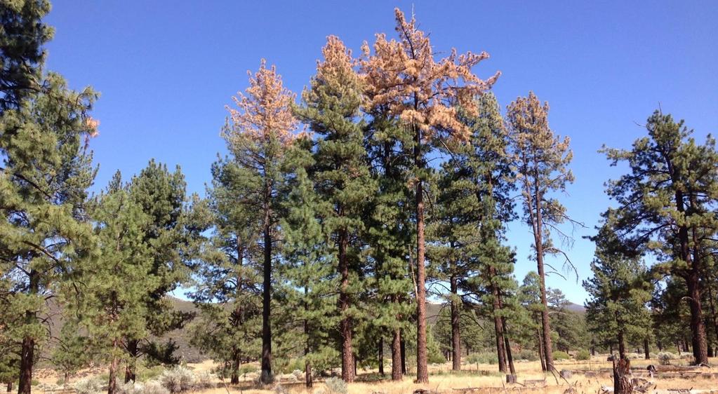 Risk of bark beetle-caused tree mortality following various forest management