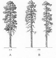 Percent of total trees Preliminary results 100 90 80 70 60 50 40 30 Jeffrey pine Coulter pine Pondersoa pine 20 10 0 1 2 3 4 Keen's