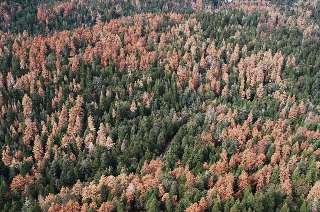 2003 San Bernardino NF ~3.5 million trees killed (Walker et al.