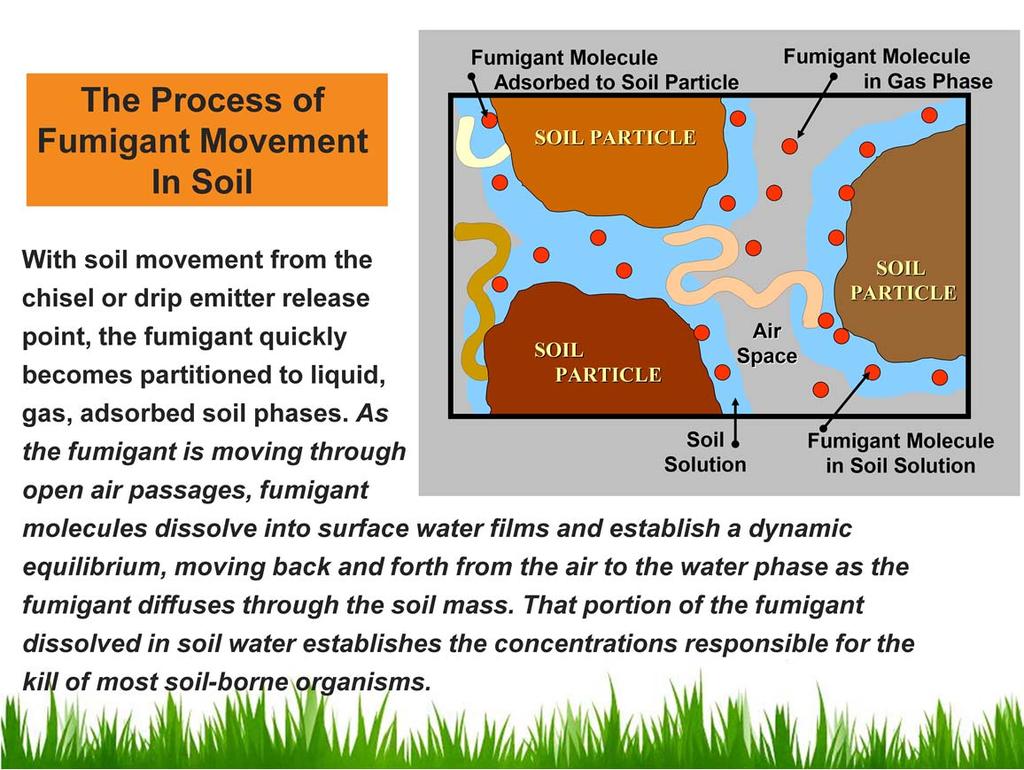 With soil movement of the liquid and gas from the chisel or drip emitter release point, the fumigant quickly becomes partitioned to liquid, gas, adsorbed soil phases.