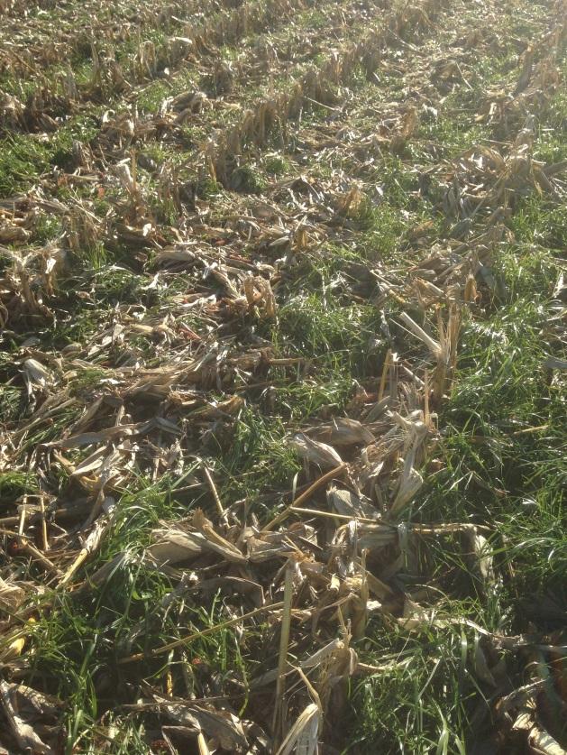 wheat was harvested the clover was burned off in treatments 1 and 3. Once the clover was burned off the multi-species cover crop was planted in treatment 3.