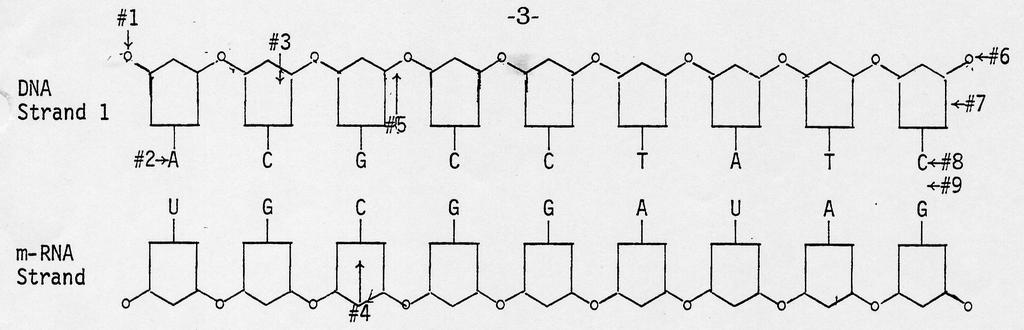 Use the diagram above to answer the following questions. Be specific!!! translation? sequence be? 21. Number 1 indicates what structure? 22. Number 2 indicates what structure? 23.
