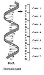 What is the initial codon in most