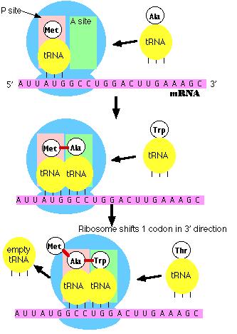 In translation, amino acids bond to