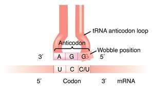 Which of the following is a 3- nucleotide sequence on a trna molecule that corresponds