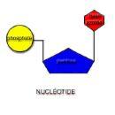 What are the three parts of a nucleotide?