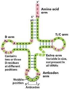 What kind of molecule is shown in the illustration below?