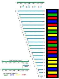 If an original strand of DNA is A - C - G - T, what is the replicated