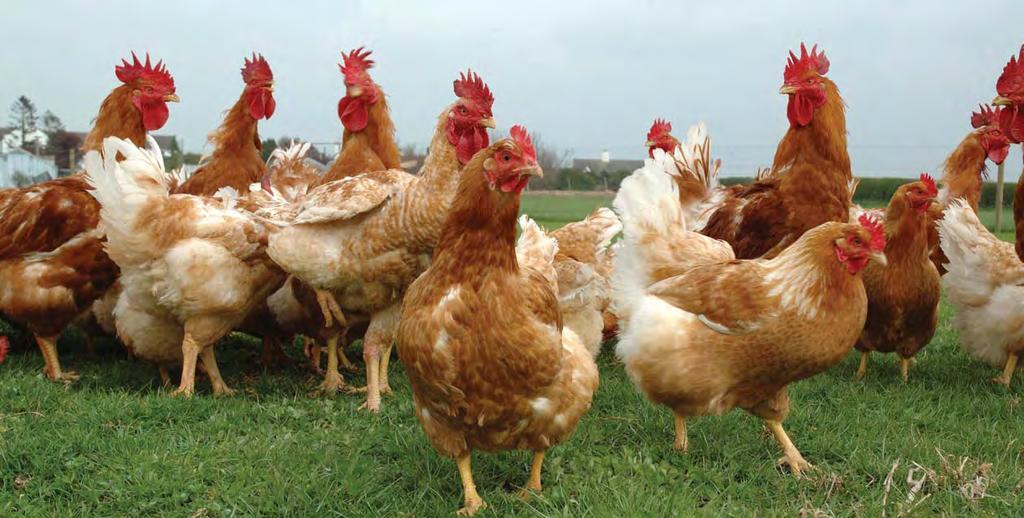 BROILER CHICKENS We believe that improving the lives of broiler chickens reared for meat requires the use of systems and genotypes that maintain higher levels of welfare throughout the