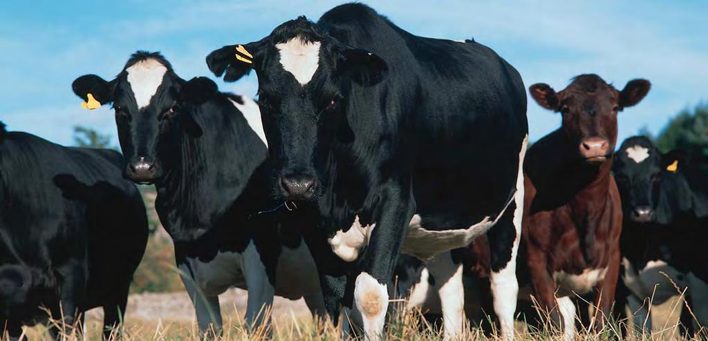 KEY AREAS FOR CHANGE To help bring about better quality food from farm animals that have a decent life, the Farm Animal Welfare Forum urges the following specific actions: Soil Associa on DAIRY COWS