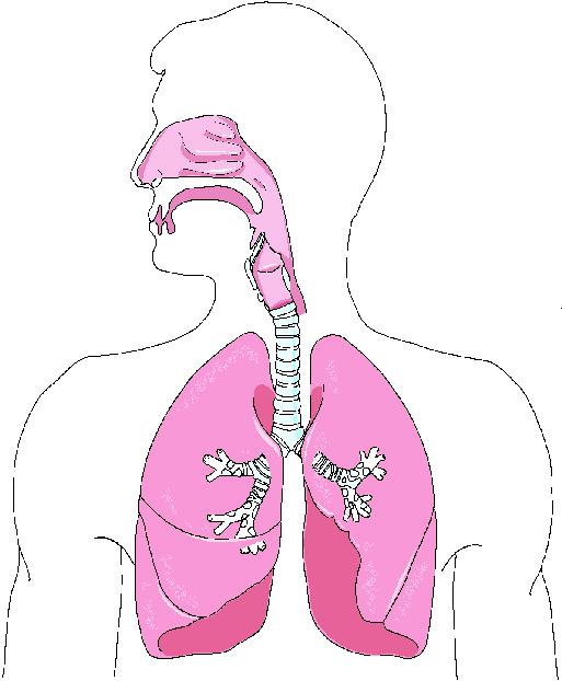 Macroscopic Systems: Respiratory System Air is taken into lungs where oxygen is absorbed into blood Average human has 700 million air sacs In