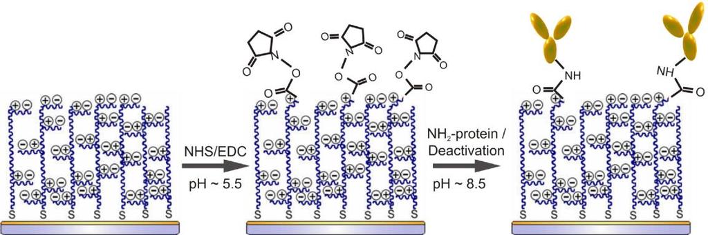 PCB is also functionalizable De-activation leads to a zwitterionic nonfouling background