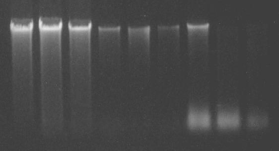 Panel C shows the results of PCR of DNA isolated from human feces with and without the addition of E.