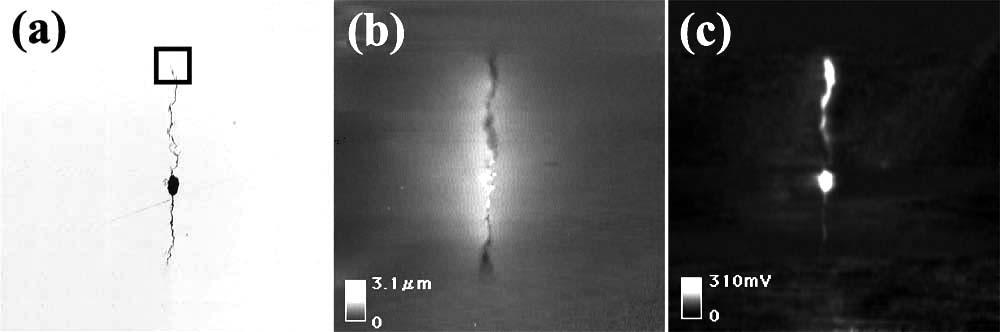 Fig. 1 Image of crack produced at applied stress of 1030 MPa for 4 days.