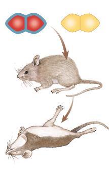 mice die live non-pathogenic strain of bacteria mice live heat-killed
