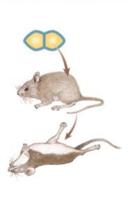 mice live mix heat-killed pathogenic & non-pathogenic bacteria mice die