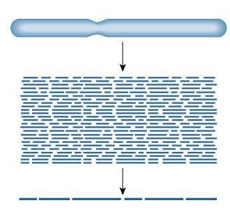 Assemble DNA sequence using overlapping sequences.