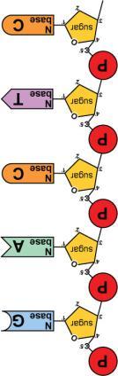 Energy of Replication The nucleotides arrive as