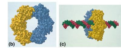 1000 bases/second main DNA building enzyme DNA polymerase I 20