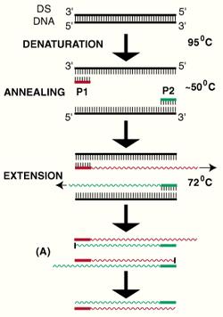 primers define section of DNA to be cloned 20-30 cycles 3 steps/cycle 30