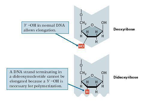 dideoxynucleotides ddatp, ddgtp, ddttp, ddctp missing O for bonding of next