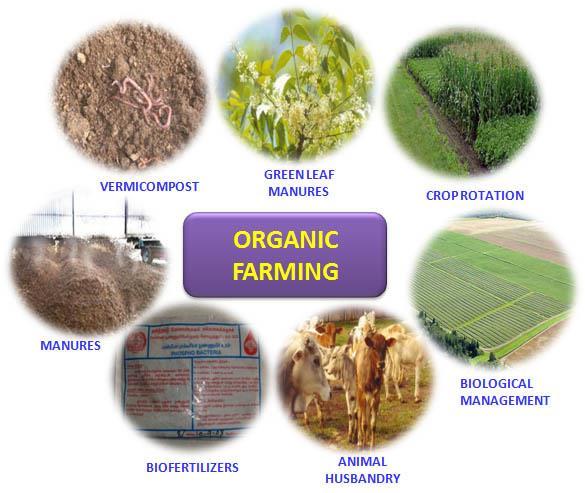 What is organic farming Organic farming is a type of farming that relies on technique such as crop rotation, green manure and