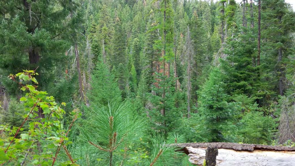 Mixed Conifer Forest Types and