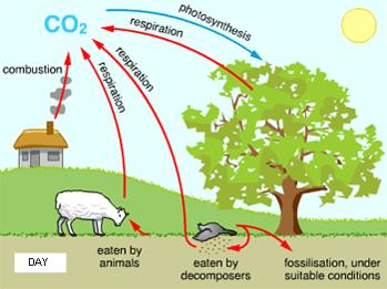 cycled between the atmosphere, land, water and organisms Carbon enters an ecosystem when producers convert carbon dioxide