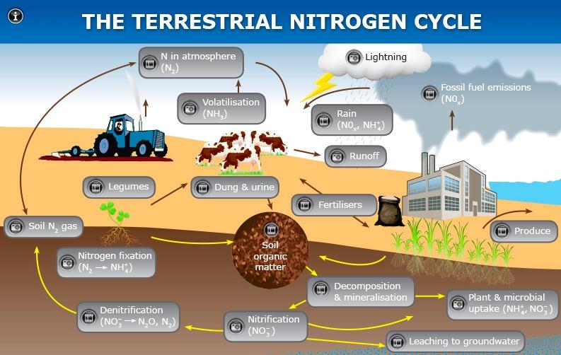 Nitrogen moves between atmosphere and living things Decomposers break down waste and return nitrogen to the soil Without decomposers, most