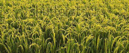 However, the areas of food production are unevenly distributed amongst the population. 3. Wheat, rice, and corn are the three crops that humans most depend on. B. Feeding a growing population 1.