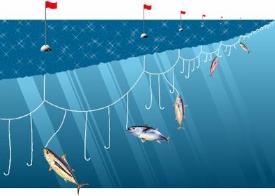 Long-Lining: uses long fishing lines with thousands of baited hook. Leads to bycatch of sea turtles, dolphins, and seabirds 2.