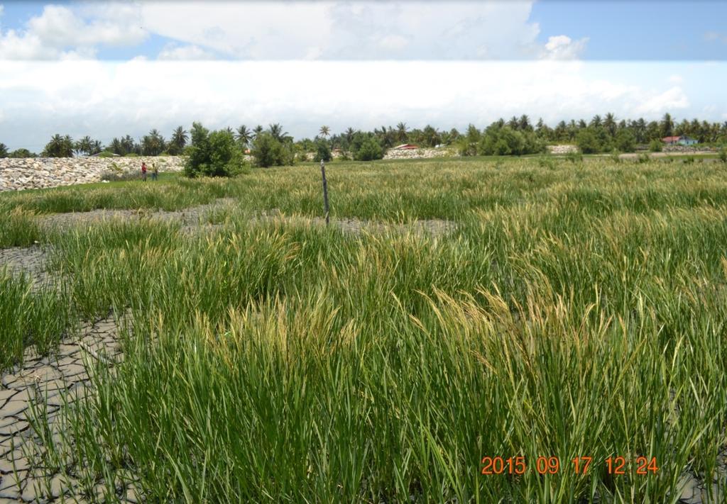 Transplanting Spartina to locations where the