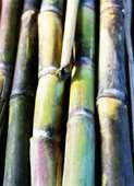 Sugarcane crop Sugarcane Sugar mill Bagasse Paper