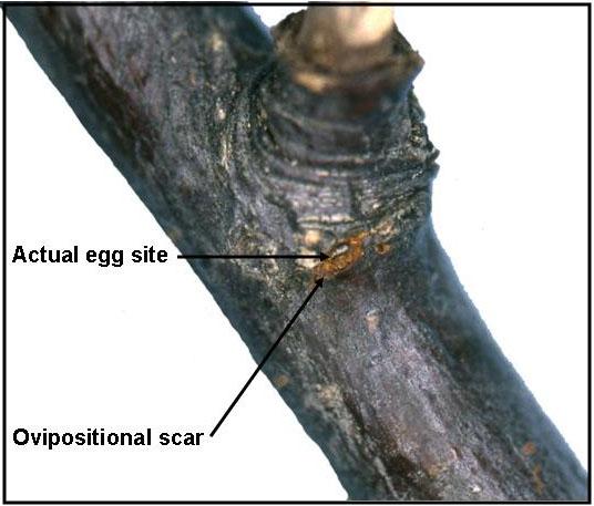 This preference for elm over hackberry was exemplified in an observation of side-by-side girdled elm and untouched hackberry trees.