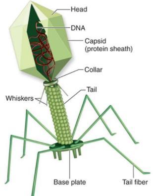 Capsids and Envelopes Many of the most complex capsids are found in bacteriophages Also called phages viruses that infect bacteria