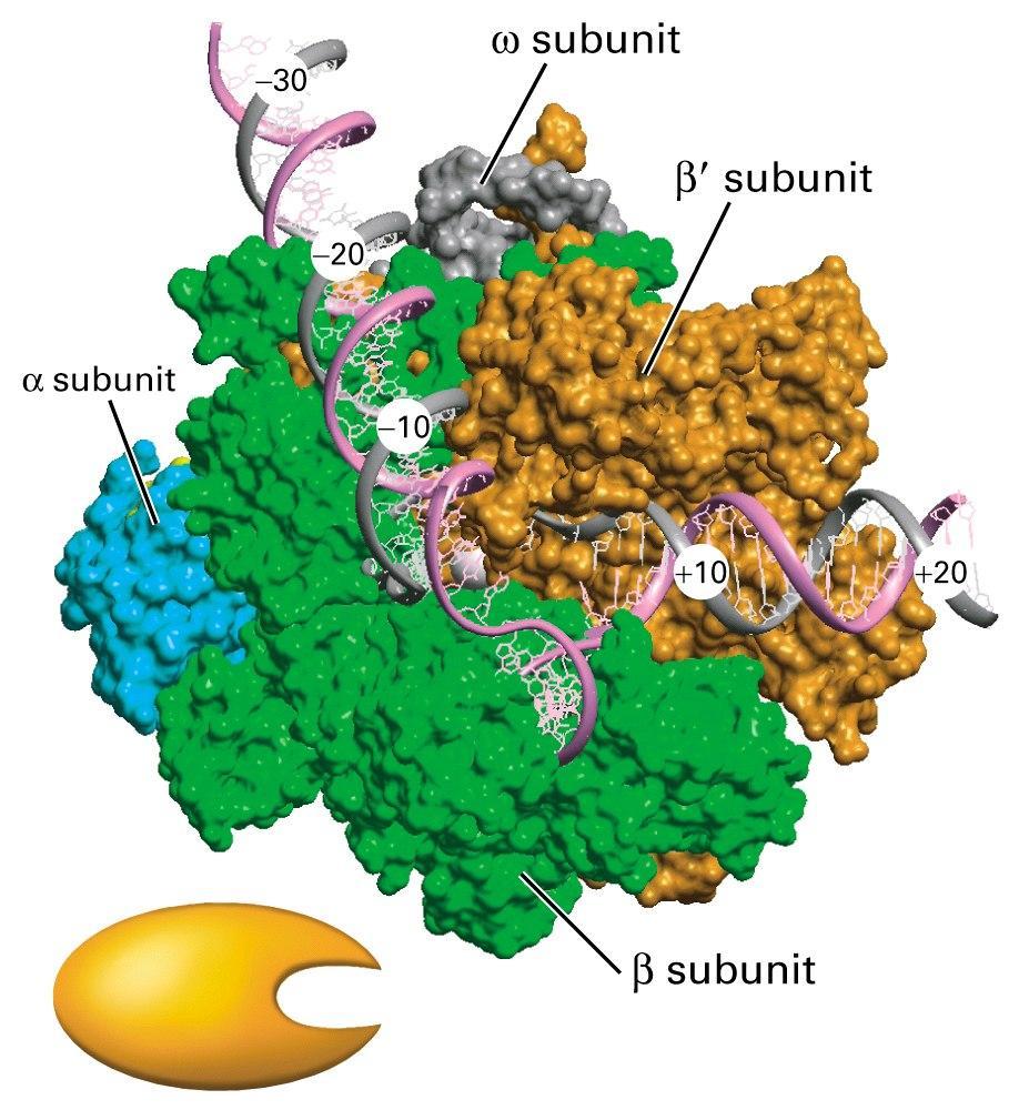 Prokaryotic RNA polymerase Holoenzyme a 2 bb w (Core enzyme)