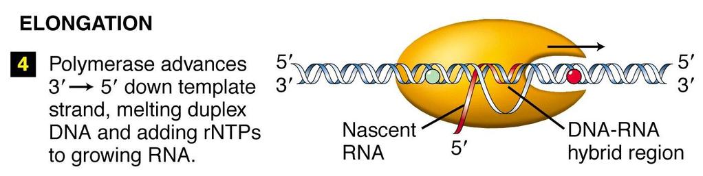 Termination DNA