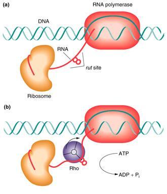 Model for the mechanism of rho-dependent termination 1. Rho translocates 5' to 3' along nascent RNA 2.