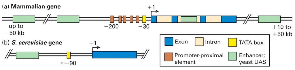 Promoter Elements in Eukaryotic Transcription TATA box: direct RNA polymerase 25-35 bp upstream of TC start site Promoter proximal elements: 10 to