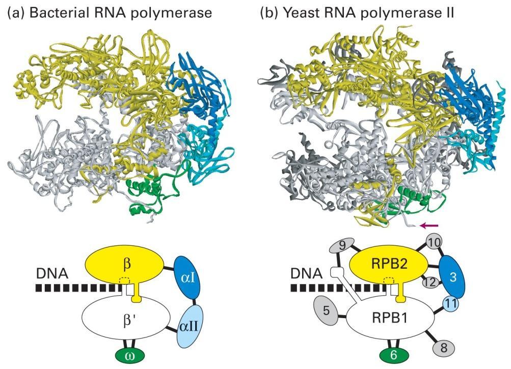 RNA Polymerase: