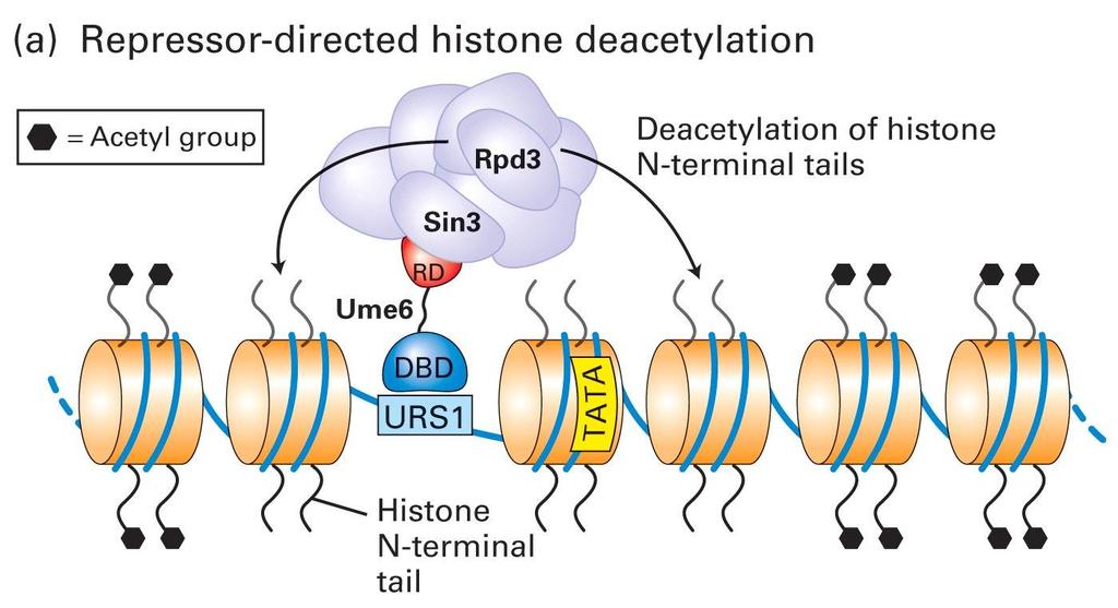 Mechanism of Histone