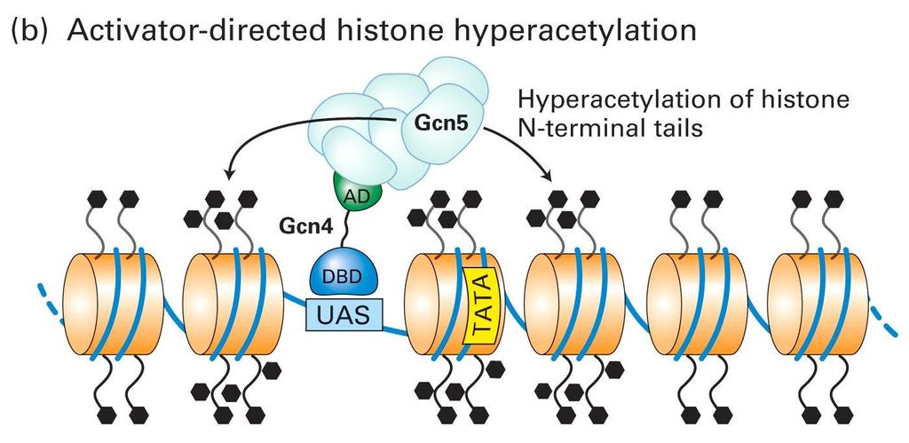 Mechanism of Histone Acetylation
