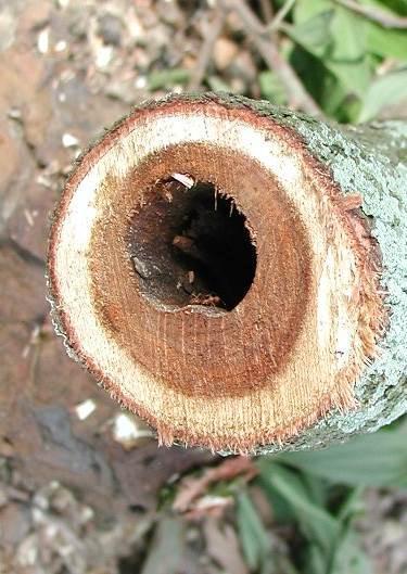 2. MAJOR PATHOGENS THREAT TO Heart rot ACACIA PLANTATION Basidiomycete fungi attack dead parts of living trees causing considerable loss in plantations in