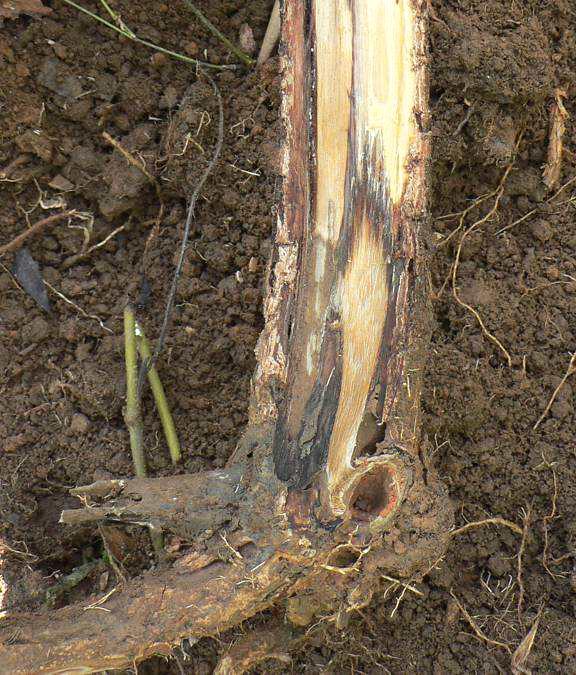 2. MAJOR PATHOGENS THREAT TO ACACIA PLANTATION Basidiomycete root rot