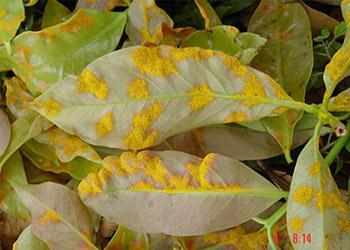 3. MAJOR PATHOGENS THREAT TO EUCALYPTUS PLANTATION Puccinia psidii (Guava rust) This rust fungus is a major quarantine concern